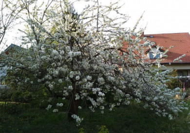 Działka Sprzedaż Szczecin Pogodno