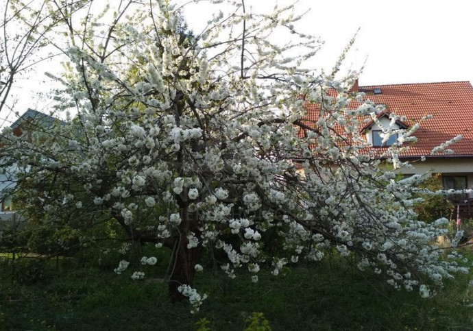 Działka Sprzedaż Szczecin Pogodno 1