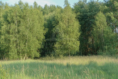 Działka Sprzedaż Grzepnica