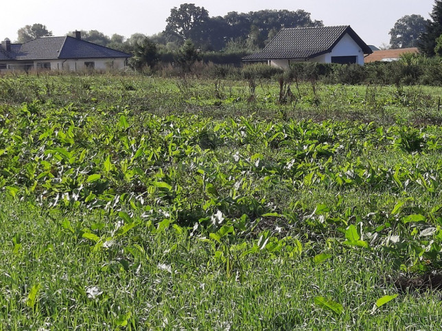 Działka Sprzedaż Kurów Na Klifie 4