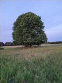 Działka Sprzedaż Lubczyna