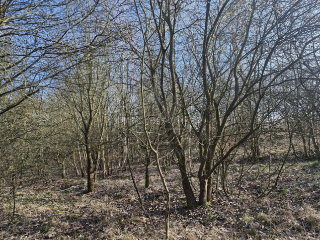 Działka Sprzedaż Stare Czarnowo Szczecińska 13