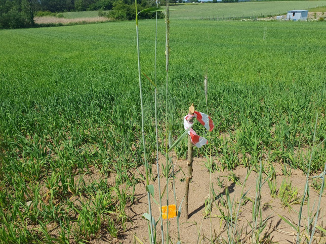 Działka Sprzedaż Zieleniewo 6