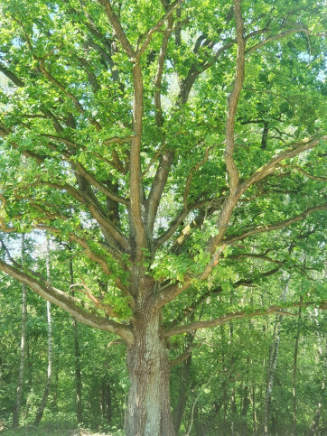 Działka Sprzedaż Zieleniewo 6